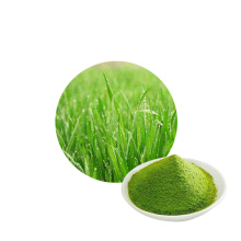 wholesale pure natural wheat grass jiuce extract